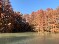 -上海海湾国家森林公园