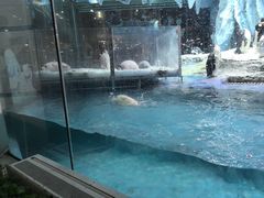 -帝企鹅自助餐厅•儿童岛•真企鹅(长隆企鹅酒店)