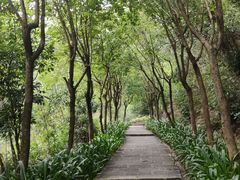 -广州白江湖森林公园