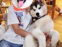 -Husky Go! 哈士奇体验馆·宠物咖啡厅狗咖