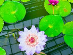 -北京植物园-展览温室