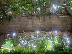 -西双版纳原始森林公园