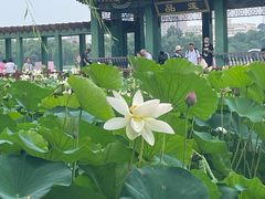 -莲花池公园
