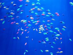 -华夏文旅海洋公园