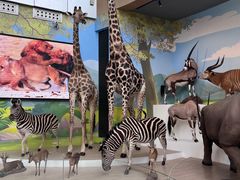 -陕西自然博物馆