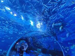 -海合安成都极地海洋公园