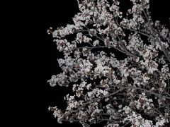 -高东镇樱花园