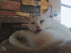 -猫的茶·猫咖