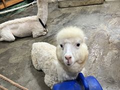 -上海大自然野生昆虫馆(东方明珠·爬宠昆虫探索中心)