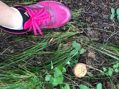 -乌兰布统景区-白桦林