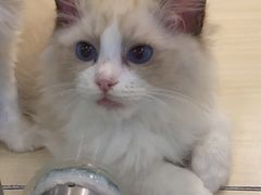 -momokira米努特·德文卷毛猫·棉花面纱犬