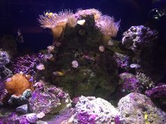 -悉尼海洋生物水族馆