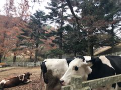 -神户市立六甲山牧场