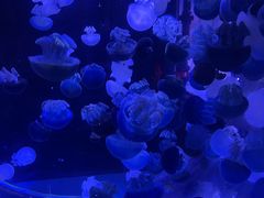 -海合安青岛极地海洋公园