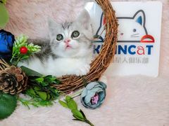 -十年猫舍·猫咪专门店(普陀店)