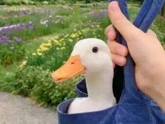 -阪尚皇·原切牛排·烤肉火锅自助(北京路店)