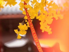 -上海青龙寺