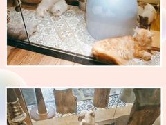 -more than meow吴止猫主题餐厅(承德 中船汇店)