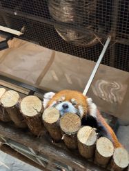 -Zoolung Zoolung动物主题公园(海信广场店)