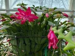 -南宫五洲植物乐园