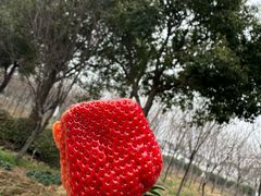 -苏州太湖西山岛开心农场