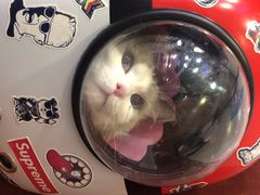 -安安宠医宠物医院·异宠·犬猫内科(岳阳分院)