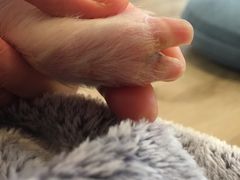 -浣熊柯尔鸭土拨鼠·电玩咖
