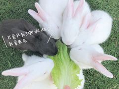 -前小桔亲子创意农场·草莓采摘·露营烧烤