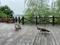 -天目湖山水园