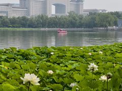 -莲花池公园