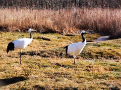 -钏路市丹顶鹤自然公园