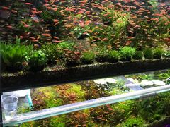 -双季花艺园艺市场(浦东店)