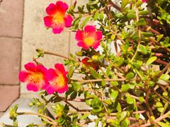 -紫荆广场·花漫里