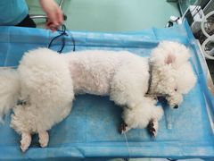 -动物缘宠物医院·骨科·猫科(西二环店)