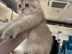 -lincat·猫舍(广州店)