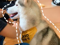 -Husky Go! 哈士奇体验馆·宠物咖啡厅狗咖