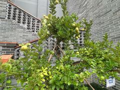 -顺德渔村·岭南一号