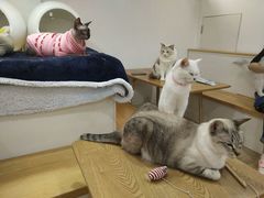-李小姐の猫咖啡馆(五角场店)