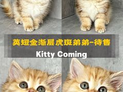 -小猫来了·猫舍(红山六九七九店)