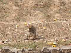 -石家庄市动物园