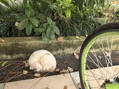 -合肥滨湖国家森林公园