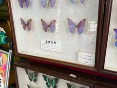 -上海大自然野生昆虫馆(东方明珠·爬宠昆虫探索中心)