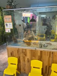 -神奇动物撸宠馆·羊驼·小浣熊·异宠(豫园店)