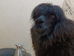 -我爱猫咪·猫咖·狗咖·安哥拉兔·羊驼咖(小寨华旗店)