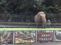 -西双版纳原始森林公园