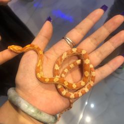 -Moni星球萌宠·小马宝莉·灵蛇·高端高阶全萌宠互动体验俱乐部(红豆国际广场店)