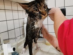 -猫大福·Fortune Cat猫舍(百子湾店)