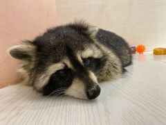 -浣熊柯尔鸭土拨鼠·电玩咖
