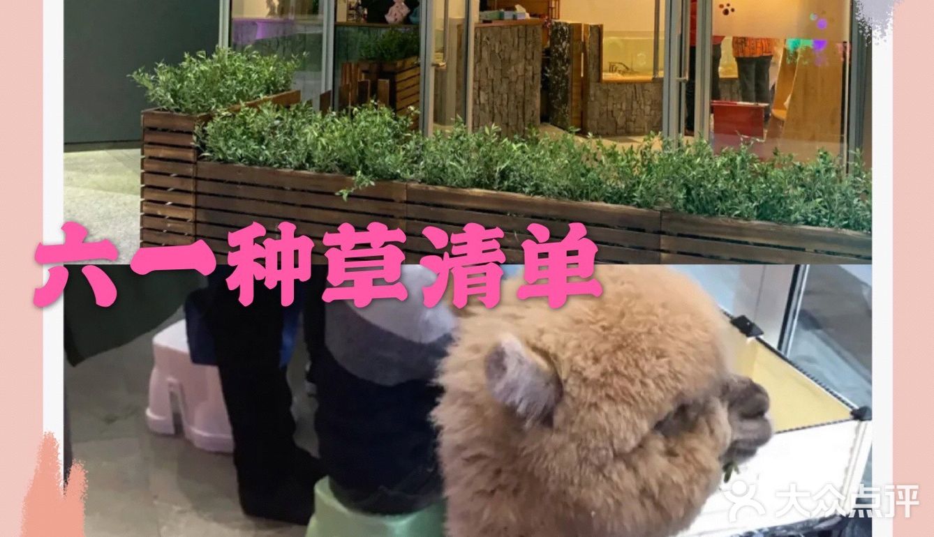 六一嗨玩➕大朋友小朋友都喜欢的啵咿萌宠馆