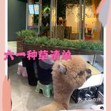 六一嗨玩➕大朋友小朋友都喜欢的啵咿萌宠馆